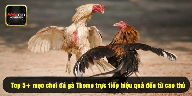 Top 5+ mẹo chơi đá gà Thomo trực tiếp hiệu quả đến từ cao thủ