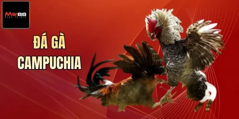 Đá Gà Campuchia May88 - Nơi Cá Cược Uy Tín Nhất 2026
