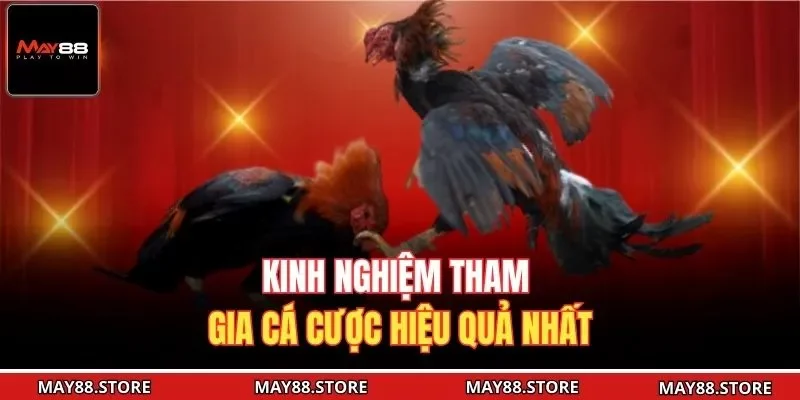 Kinh nghiệm tham gia cá cược hiệu quả nhất
