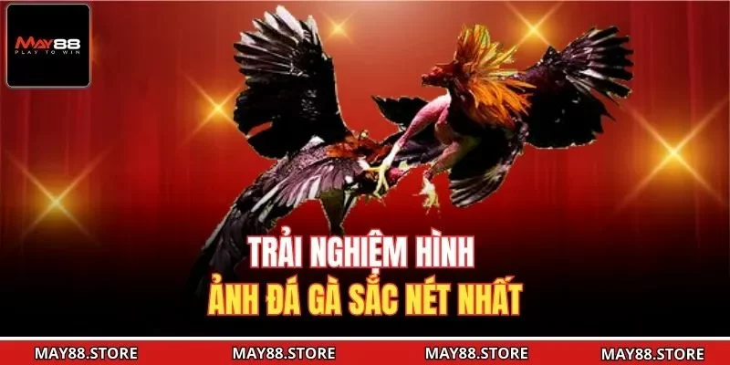 Trải nghiệm hình ảnh đá gà sắc nét nhất