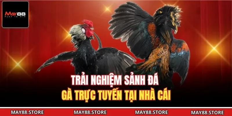 Trải nghiệm sảnh đá gà trực tuyến tại nhà cái
